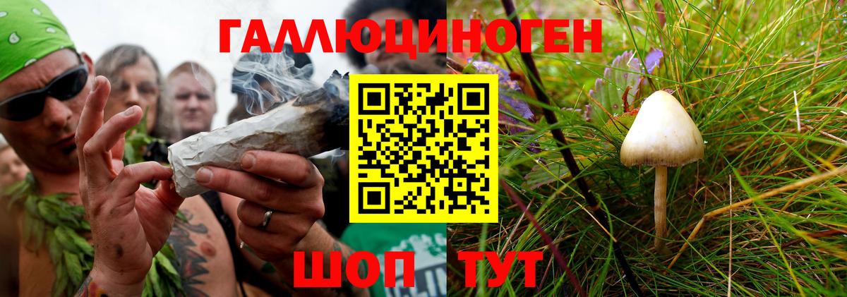 цена наркотик  Вход с VPN  Хасавюрт  Галлюциногенные грибы Cubensis 